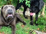 Cane Corso 1 Blue Erkek 1 Black Dişi