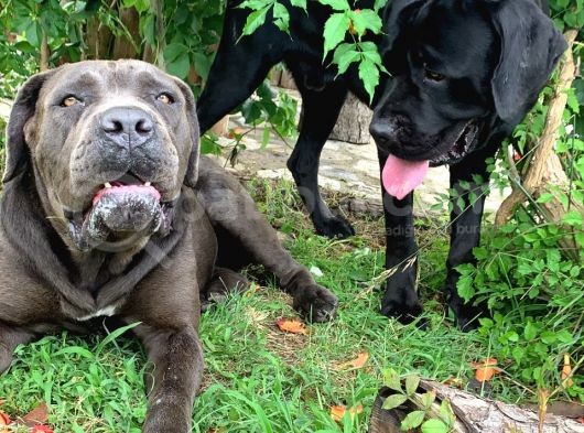 Cane Corso 1 Blue Erkek 1 Black Dişi görsel