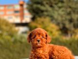 Red Brown Mi̇ni̇ Toy Yavrumuz