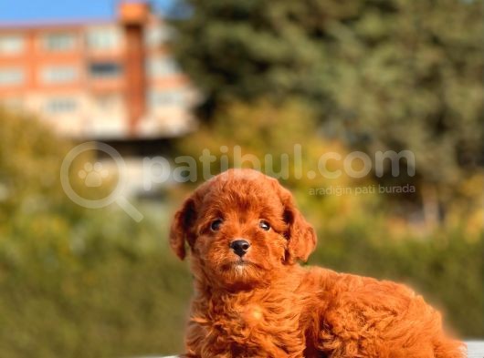 Red Brown Mi̇ni̇ Toy Yavrumuz görsel