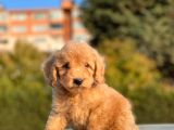 Her Renk Toy Poodle Bebekler
