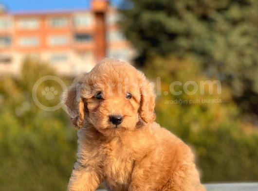 Her Renk Toy Poodle Bebekler görsel