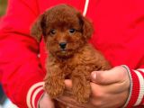 Her Renk Toy Poodle Bebekler