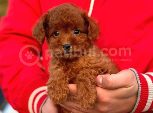 Her Renk Toy Poodle Bebekler görsel