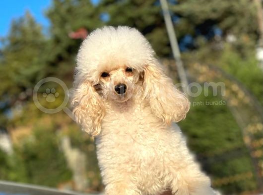 Yeti̇şki̇n Di̇şi̇ Toy Poodle 2.5 Kg görsel