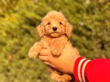 Her Renk Toy Poodle Bebekler