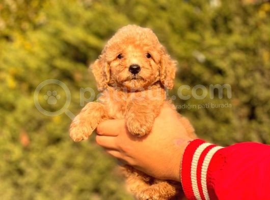 Her Renk Toy Poodle Bebekler görsel
