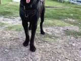 Cane Corso 1 Blue Erkek 1 Black Dişi