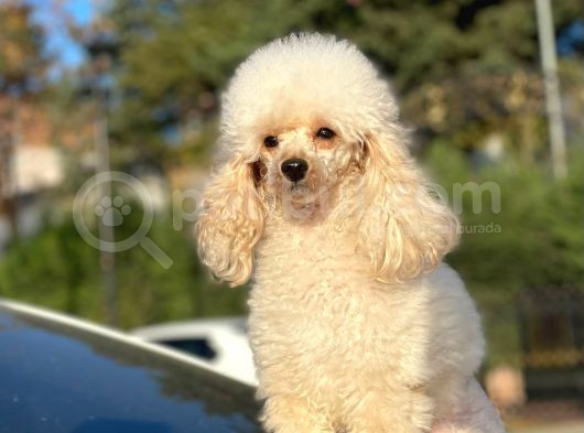 Yeti̇şki̇n Di̇şi̇ Toy Poodle 2.5 Kg