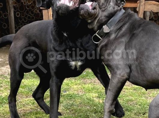Cane Corso 1 Blue Erkek 1 Black Dişi görsel