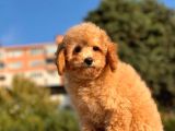 Sevi̇mli̇ Toy Poodle Bebekleri̇mi̇z