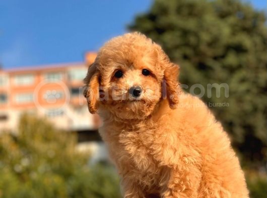 Sevi̇mli̇ Toy Poodle Bebekleri̇mi̇z görsel