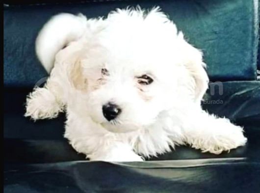 Maltese Terrier Sahibinden Çok Özel,4 Aylık Erkek