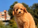 Sevi̇mli̇ Toy Poodle Bebekleri̇mi̇z