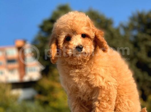 Sevi̇mli̇ Toy Poodle Bebekleri̇mi̇z görsel