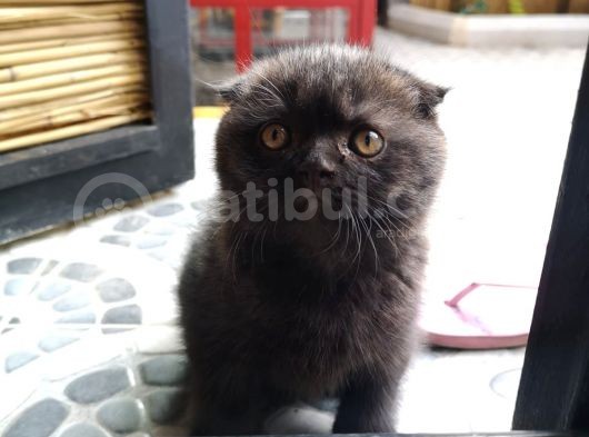 Scottish Fold görsel