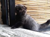 Scottish Fold