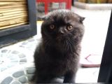 Scottish Fold