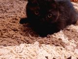Scottish Fold