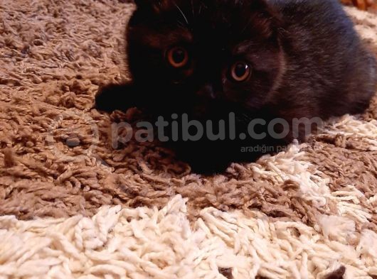 Scottish Fold