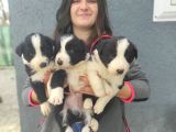 Border Collie Yavrular (Bursa Köpek Okulu)