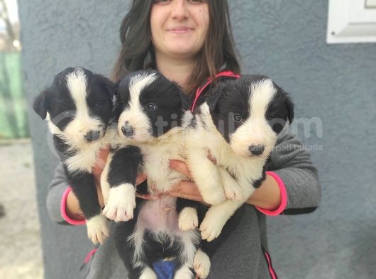 Border Collie Yavrular (Bursa Köpek Okulu) görsel