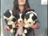 Border Collie Yavrular (Bursa Köpek Okulu)
