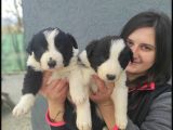 Border Collie Yavrular (Bursa Köpek Okulu)