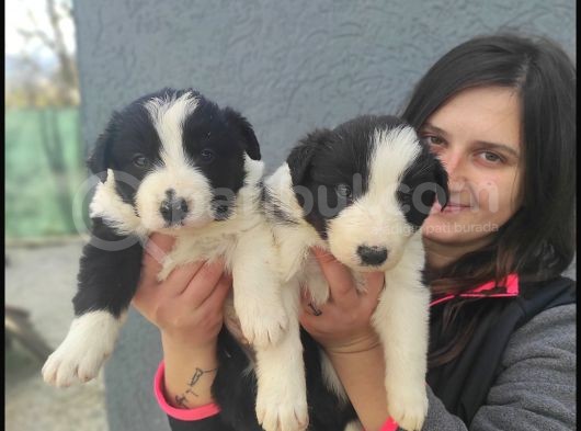 Border Collie Yavrular (Bursa Köpek Okulu) görsel