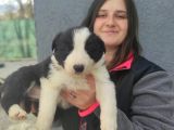Border Collie Yavrular (Bursa Köpek Okulu)
