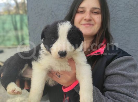 Border Collie Yavrular (Bursa Köpek Okulu) görsel