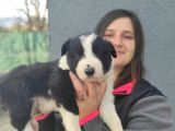 Border Collie Yavrular (Bursa Köpek Okulu)