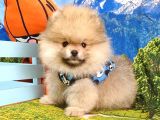 Teddy Face Pomeranian Boo Yavrularımız