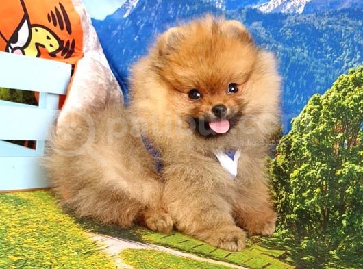 Pomeranian Boo Teddy Bear Yavrular görsel