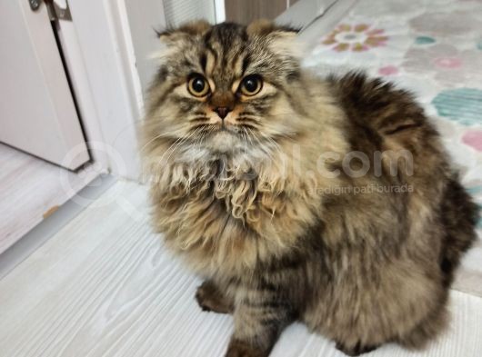 Acil Sevgi Dolu Bir Yuva Aranıyor