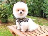 Orjinal Pomeranian Boo Yavrularımız