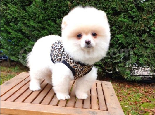Orjinal Pomeranian Boo Yavrularımız görsel