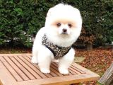 Orjinal Pomeranian Boo Yavrularımız