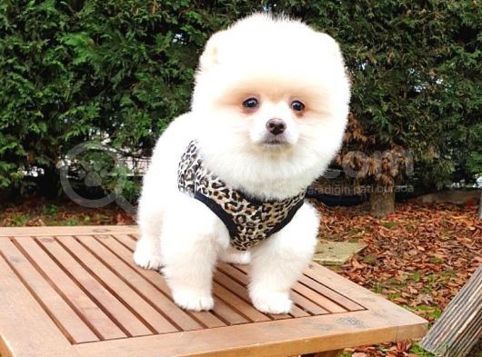 Orjinal Pomeranian Boo Yavrularımız görsel