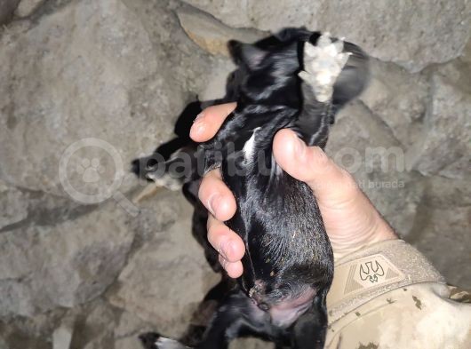 2 Günlük Yeni Doğan Yavrularimiz Sahiplendirilecektir görsel