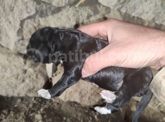 2 Günlük Yeni Doğan Yavrularimiz Sahiplendirilecektir görsel