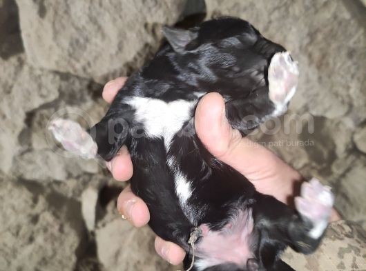 2 Günlük Yeni Doğan Yavrularimiz Sahiplendirilecektir görsel