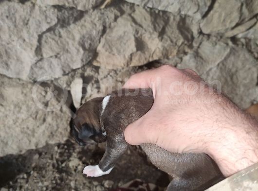 2 Günlük Yeni Doğan Yavrularimiz Sahiplendirilecektir görsel
