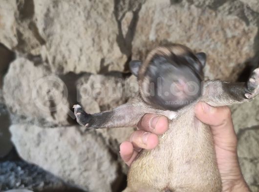 2 Günlük Yeni Doğan Yavrularimiz Sahiplendirilecektir görsel