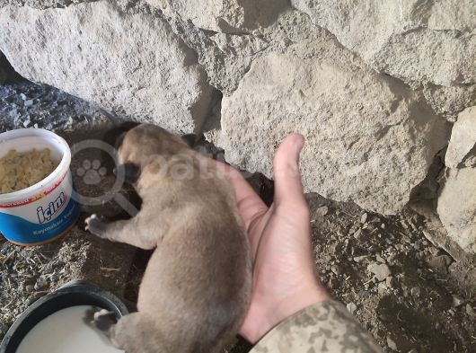 2 Günlük Yeni Doğan Yavrularimiz Sahiplendirilecektir