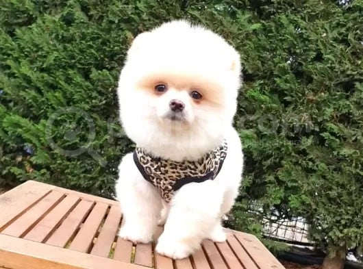Orjinal Pomeranian Boo Yavrularımız