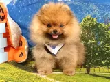 Pomeranian Boo Teddy Bear Yavrular