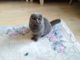 6 Aylık Erkek Scottish Fold