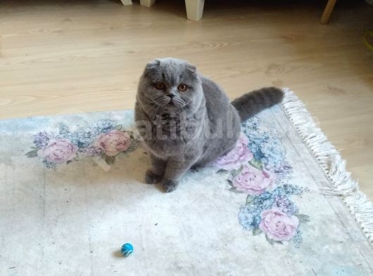 6 Aylık Erkek Scottish Fold görsel