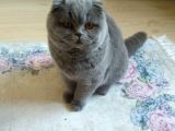 6 Aylık Erkek Scottish Fold